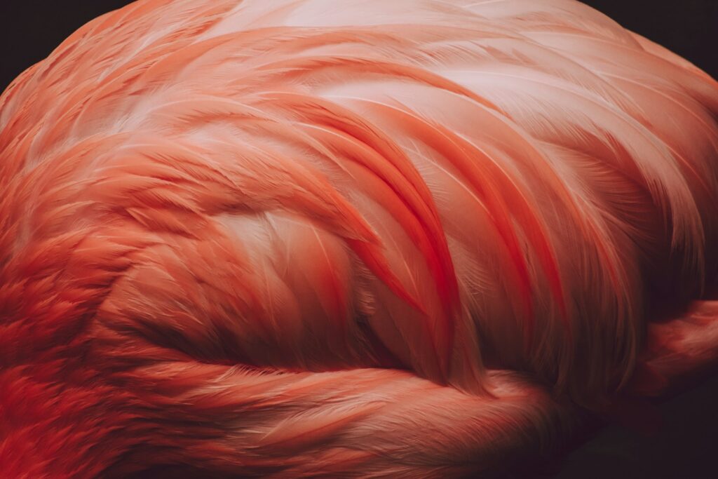 orange and white feather textile